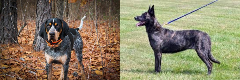 Dutch Shepherd vs Bluetick Coonhound - Breed Comparison