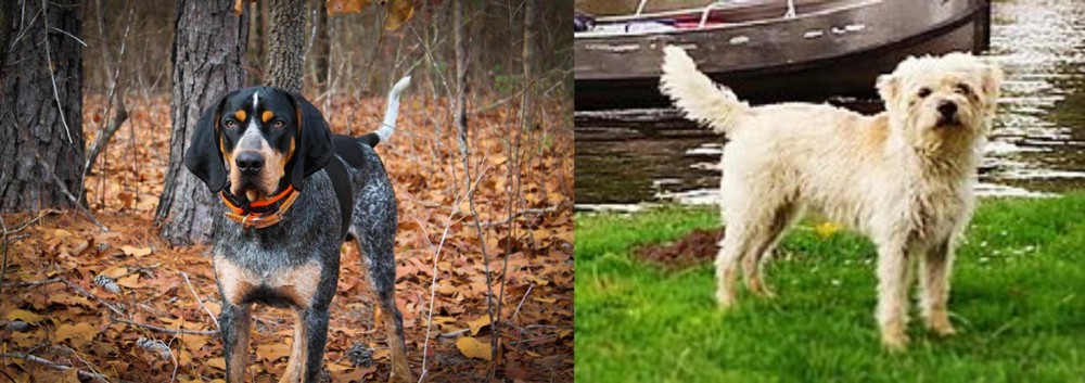 Dutch Smoushond vs Bluetick Coonhound - Breed Comparison
