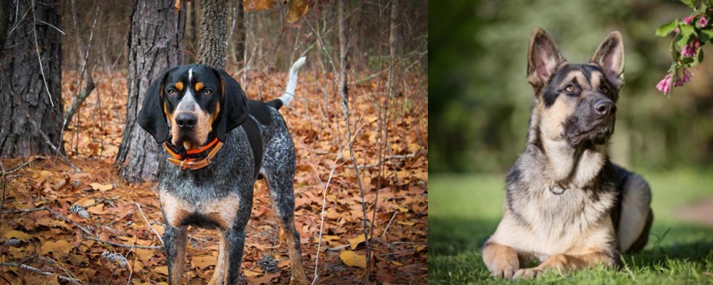 East European Shepherd vs Bluetick Coonhound - Breed Comparison