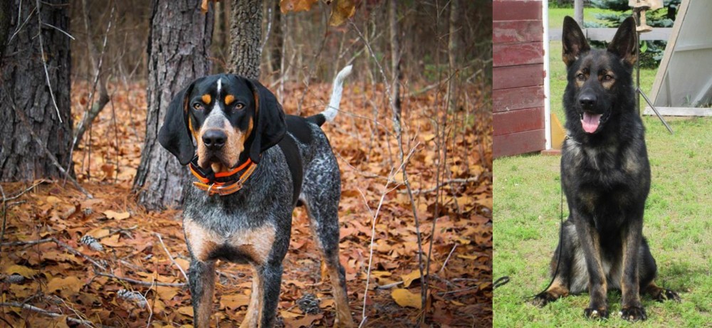 East German Shepherd vs Bluetick Coonhound - Breed Comparison