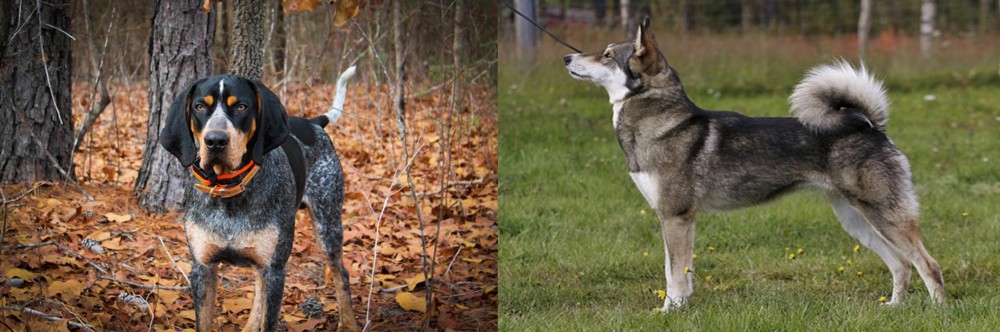 East Siberian Laika vs Bluetick Coonhound - Breed Comparison