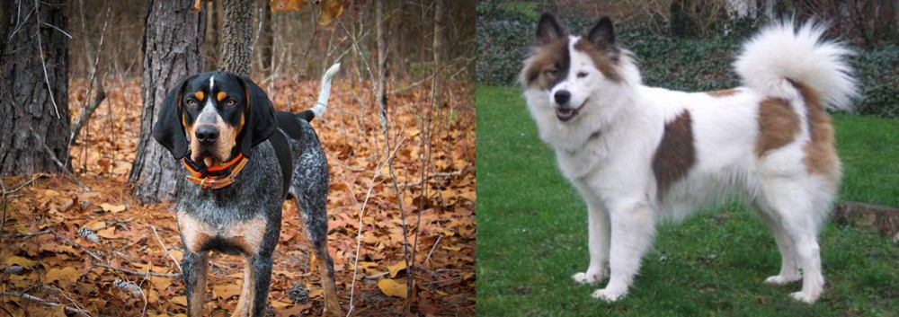 Elo vs Bluetick Coonhound - Breed Comparison