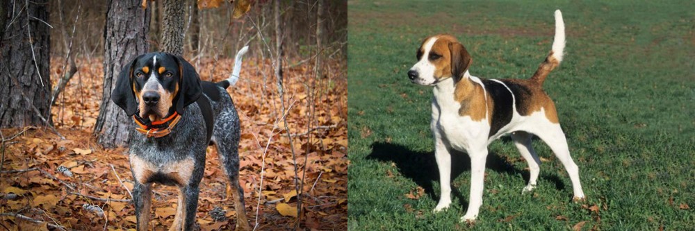 English Foxhound vs Bluetick Coonhound - Breed Comparison