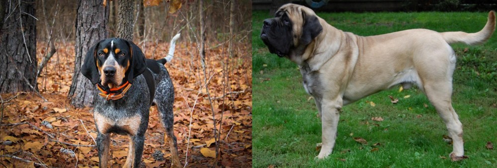 English Mastiff vs Bluetick Coonhound - Breed Comparison