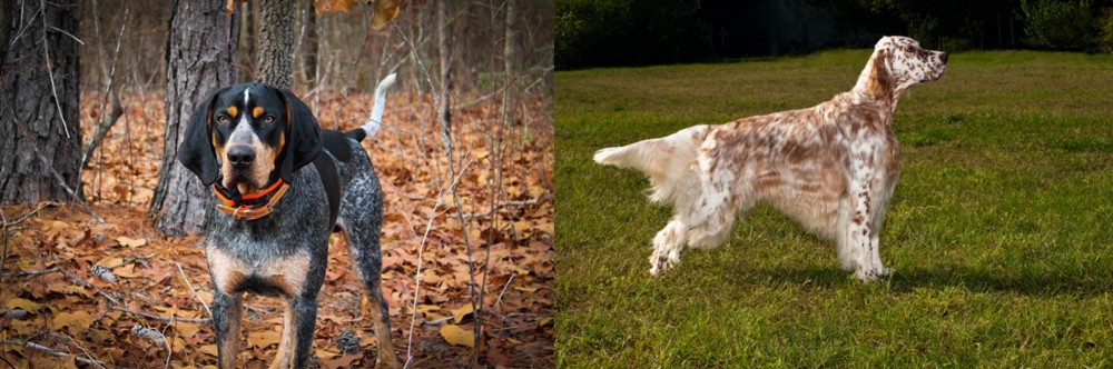 English Setter vs Bluetick Coonhound - Breed Comparison