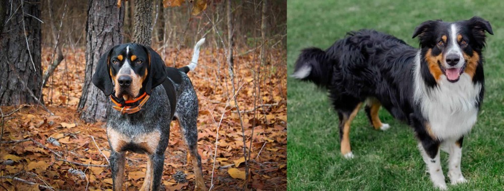 English Shepherd vs Bluetick Coonhound - Breed Comparison