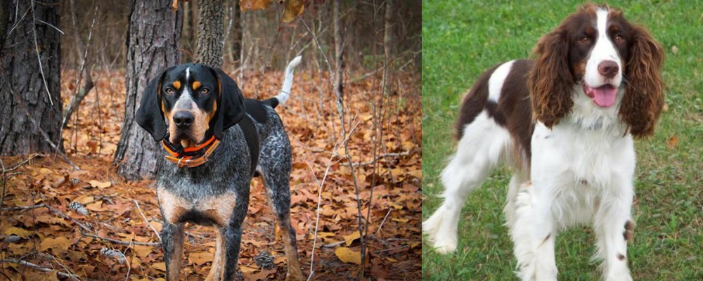 English Springer Spaniel vs Bluetick Coonhound - Breed Comparison