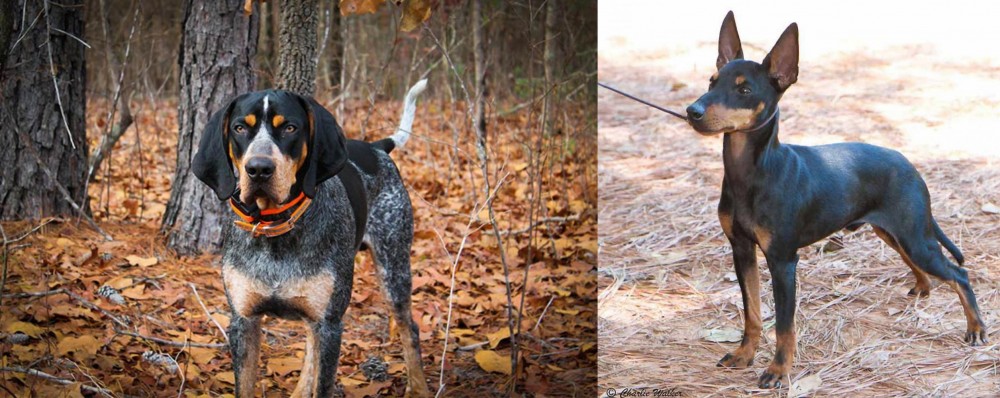 English Toy Terrier (Black & Tan) vs Bluetick Coonhound - Breed Comparison