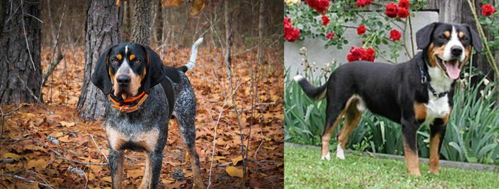 Entlebucher Mountain Dog vs Bluetick Coonhound - Breed Comparison