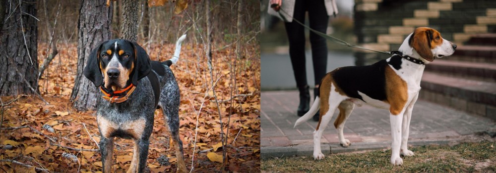Estonian Hound vs Bluetick Coonhound - Breed Comparison