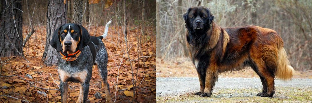 Estrela Mountain Dog vs Bluetick Coonhound - Breed Comparison