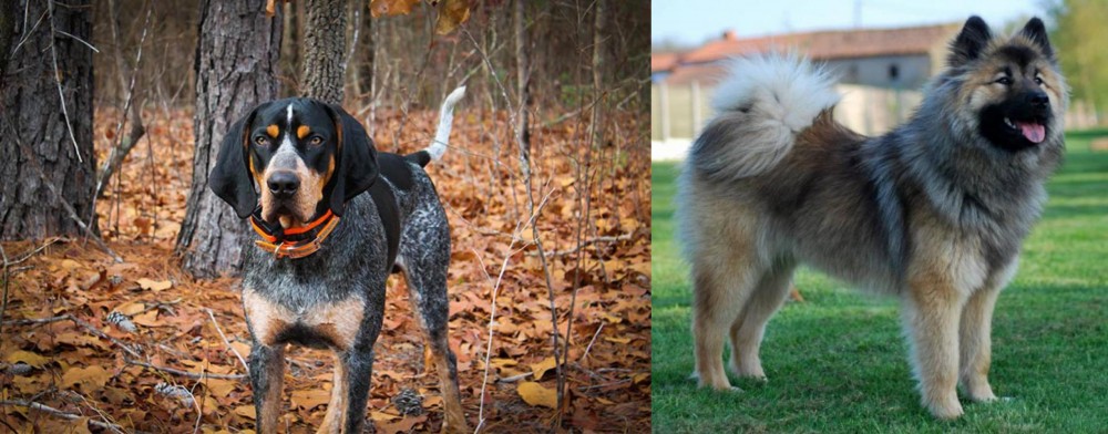 Eurasier vs Bluetick Coonhound - Breed Comparison