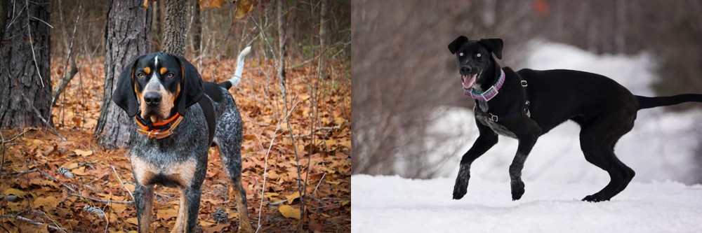Eurohound vs Bluetick Coonhound - Breed Comparison