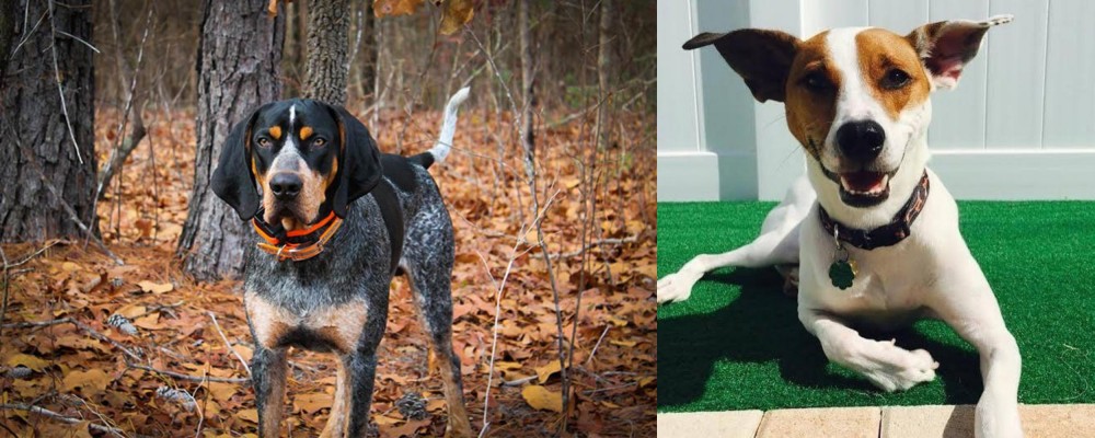 Feist vs Bluetick Coonhound - Breed Comparison