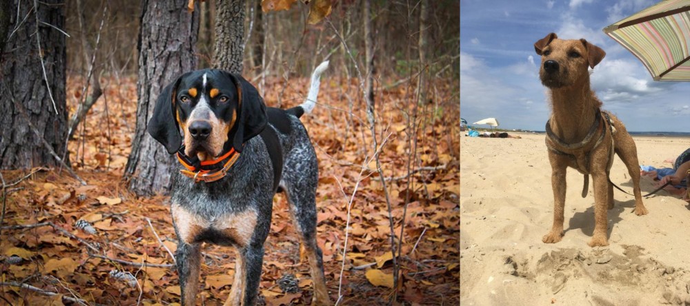 Fell Terrier vs Bluetick Coonhound - Breed Comparison