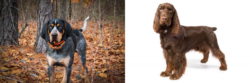 Field Spaniel vs Bluetick Coonhound - Breed Comparison