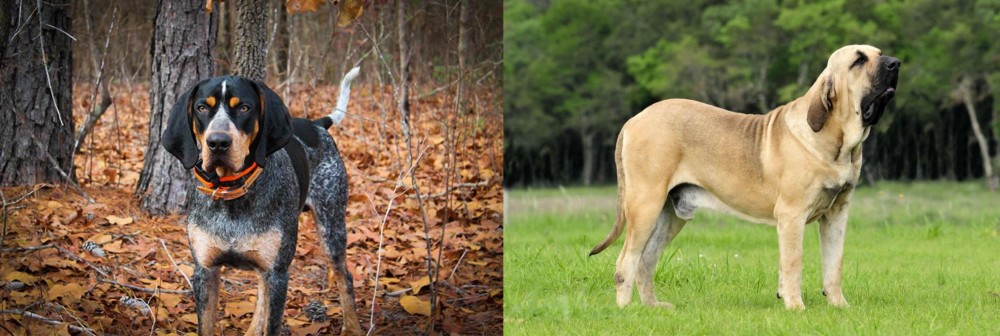 Fila Brasileiro vs Bluetick Coonhound - Breed Comparison