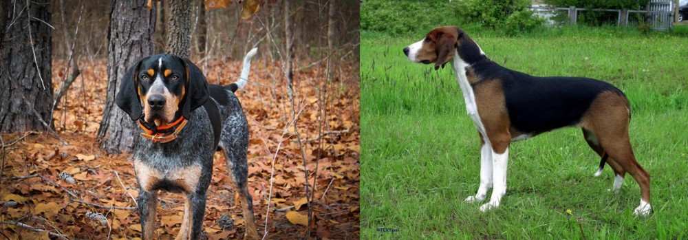 Finnish Hound vs Bluetick Coonhound - Breed Comparison