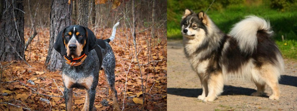 Finnish Lapphund vs Bluetick Coonhound - Breed Comparison