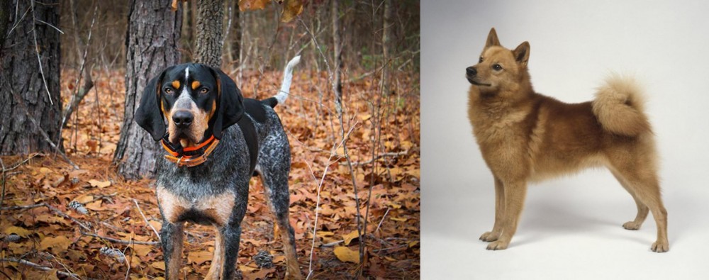 Finnish Spitz vs Bluetick Coonhound - Breed Comparison