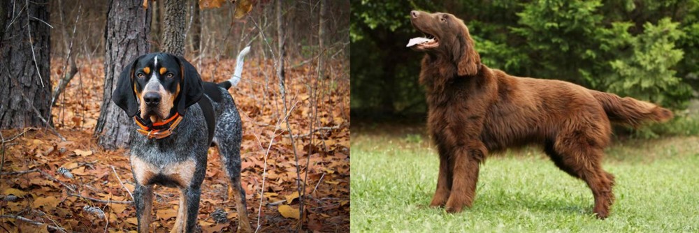 Flat-Coated Retriever vs Bluetick Coonhound - Breed Comparison