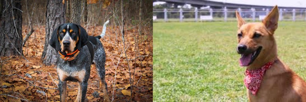 Formosan Mountain Dog vs Bluetick Coonhound - Breed Comparison