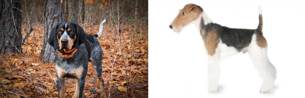 Fox Terrier vs Bluetick Coonhound - Breed Comparison