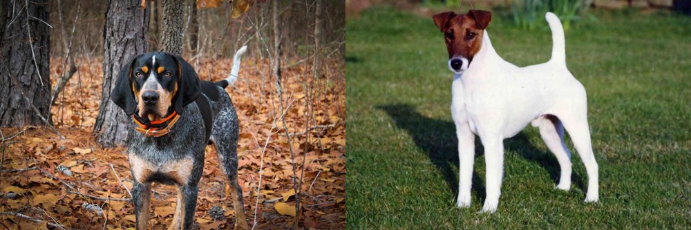 Fox Terrier (Smooth) vs Bluetick Coonhound - Breed Comparison