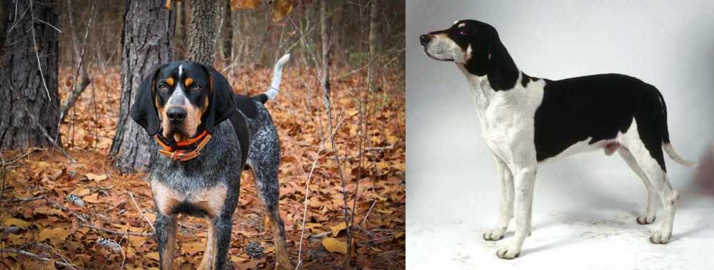 Francais Blanc et Noir vs Bluetick Coonhound - Breed Comparison