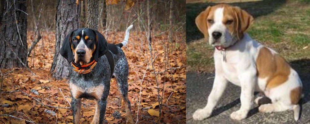 Francais Blanc et Orange vs Bluetick Coonhound - Breed Comparison