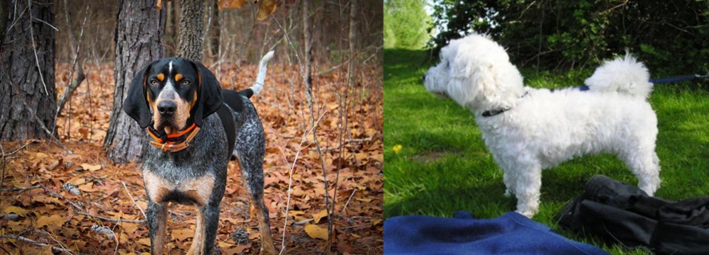 Franzuskaya Bolonka vs Bluetick Coonhound - Breed Comparison