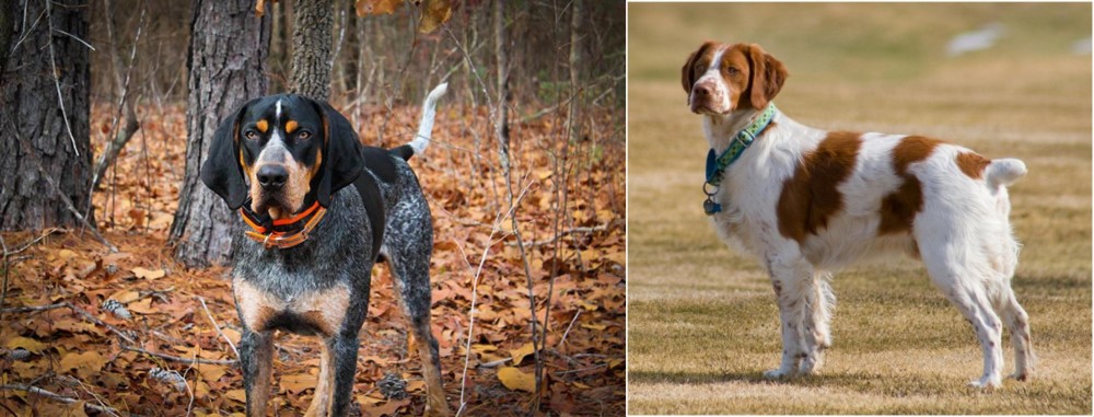 French Brittany vs Bluetick Coonhound - Breed Comparison