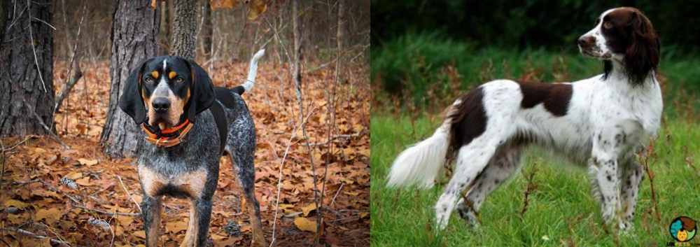French Spaniel vs Bluetick Coonhound - Breed Comparison