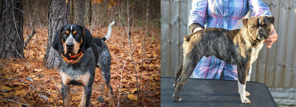 Fruggle vs Bluetick Coonhound - Breed Comparison