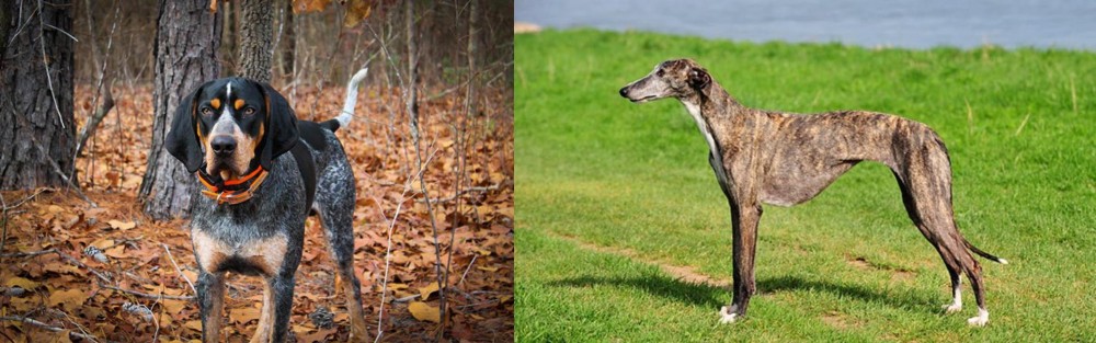 Galgo Espanol vs Bluetick Coonhound - Breed Comparison