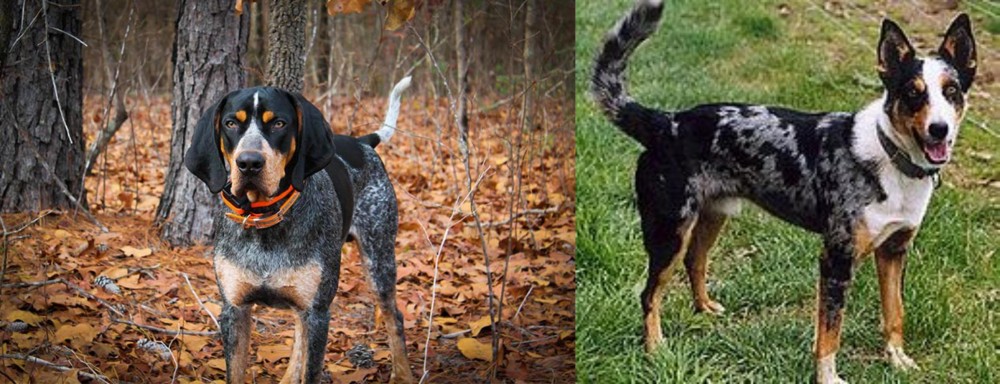 German Coolie vs Bluetick Coonhound - Breed Comparison