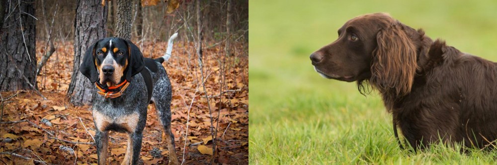German Longhaired Pointer vs Bluetick Coonhound - Breed Comparison