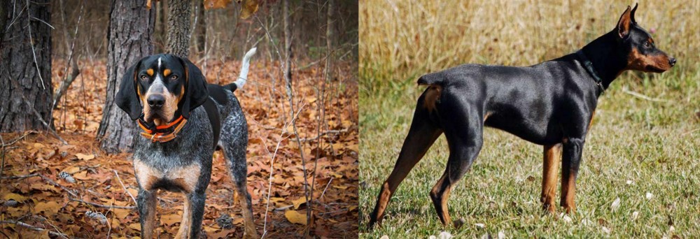 German Pinscher vs Bluetick Coonhound - Breed Comparison