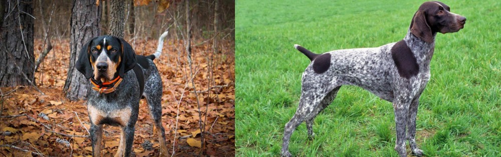 German Shorthaired Pointer vs Bluetick Coonhound - Breed Comparison