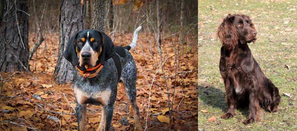 German Spaniel vs Bluetick Coonhound - Breed Comparison
