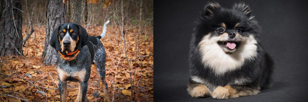 German Spitz (Klein) vs Bluetick Coonhound - Breed Comparison