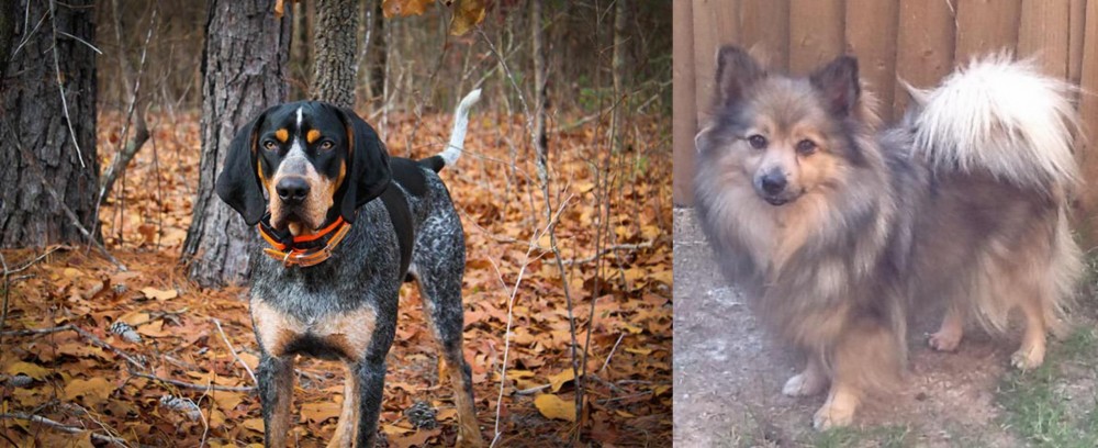 German Spitz (Mittel) vs Bluetick Coonhound - Breed Comparison