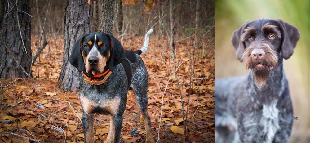 German Wirehaired Pointer vs Bluetick Coonhound - Breed Comparison