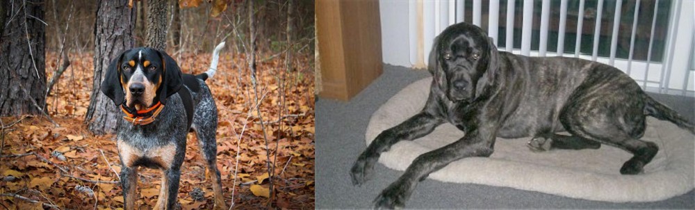 Giant Maso Mastiff vs Bluetick Coonhound - Breed Comparison