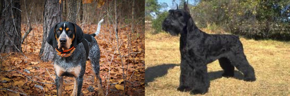 Giant Schnauzer vs Bluetick Coonhound - Breed Comparison