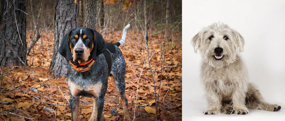 Glen of Imaal Terrier vs Bluetick Coonhound - Breed Comparison