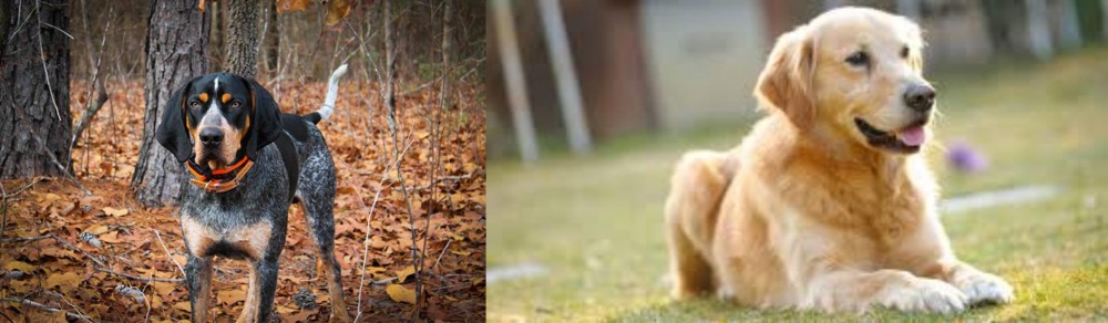 Goldador vs Bluetick Coonhound - Breed Comparison