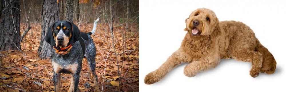 Golden Doodle vs Bluetick Coonhound - Breed Comparison