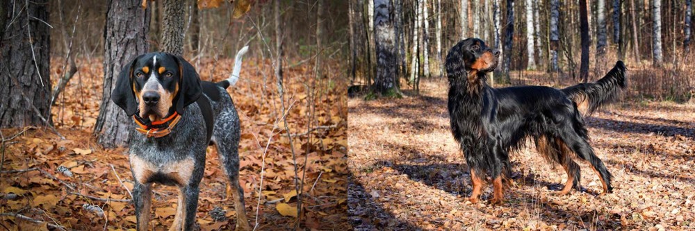 Gordon Setter vs Bluetick Coonhound - Breed Comparison