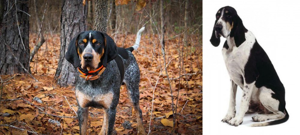 Grand Anglo-Francais Blanc et Noir vs Bluetick Coonhound - Breed Comparison